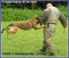 KRYT� - BO Malinois